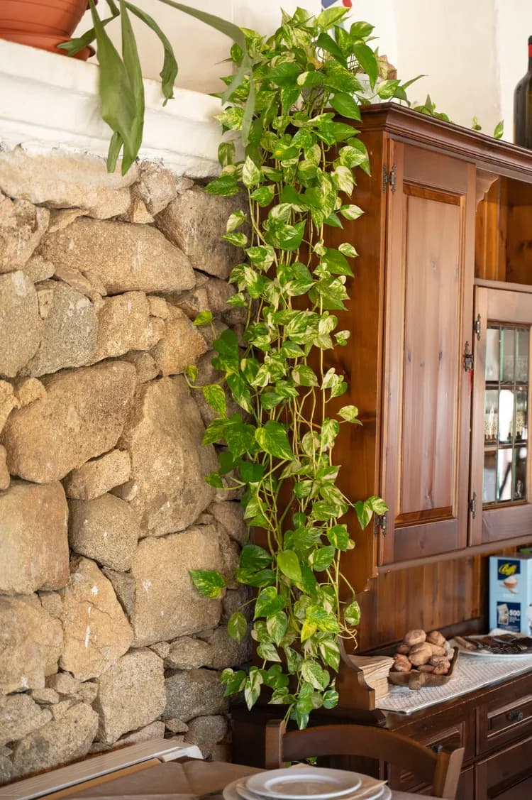 A climbing plant on the dining room's stone wall